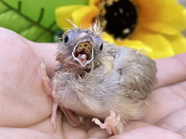 パヤパヤキナコよ舞い上がれꔛ‬‪🫶⛅️錦花鳥(フォーン/2025年7月生まれ)