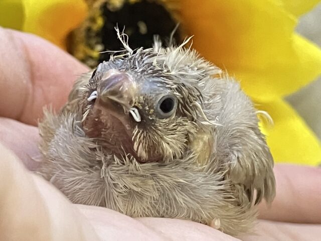 錦花鳥（キンカチョウ）