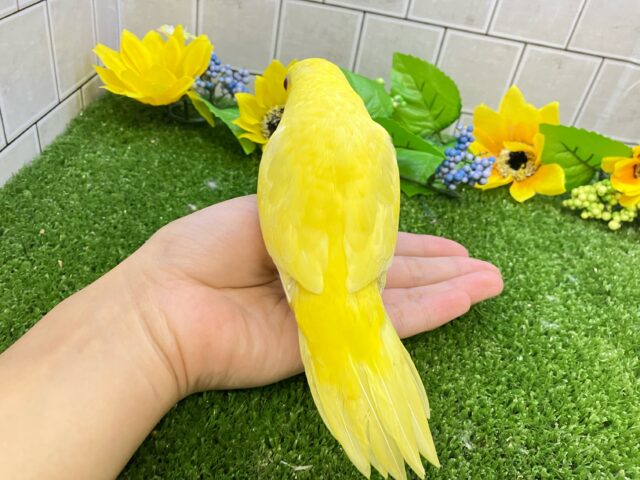 サザナミインコ