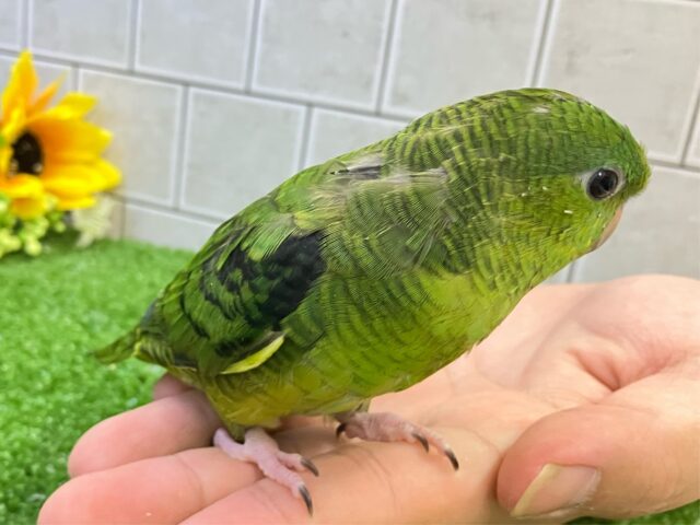 サザナミインコ