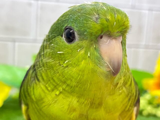 ✨最新画像✨ｶﾜｲｻ５つ星🌟⋆꙳ 抹茶ピエール🍵𓈒 𓂂𓏸サザナミインコ(2025年5月上旬生まれ)