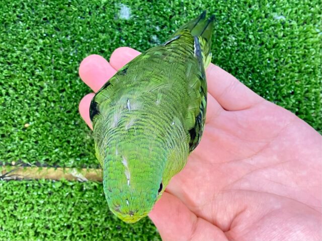 サザナミインコ