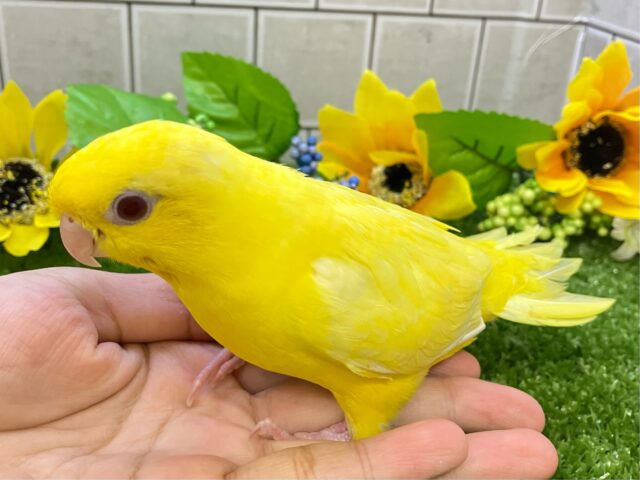 サザナミインコ