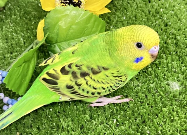 セキセイインコ