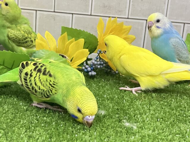 セキセイインコ