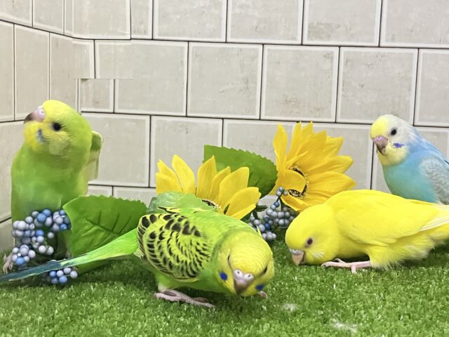 セキセイインコ