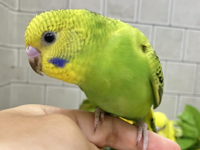 セキセイインコ