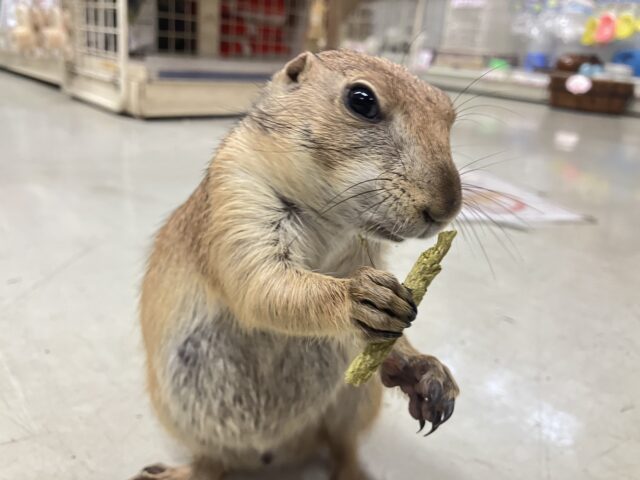 ✨最新画像✨激アマちゃん参上❕背伸びしてキュイー‼️‪🫶　プレリードック