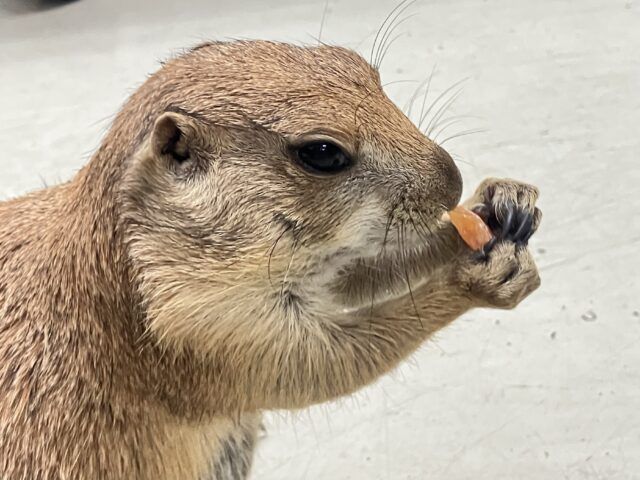 プレーリードッグ