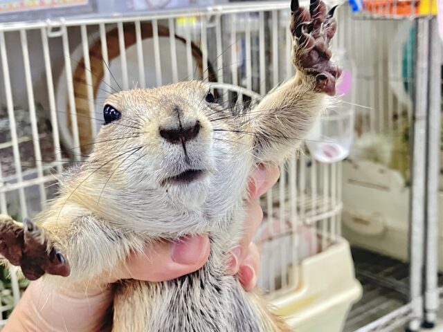 プレーリードッグ