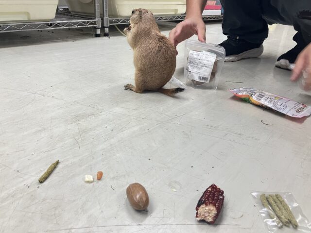 プレーリードッグ