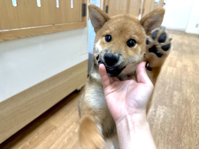柴犬