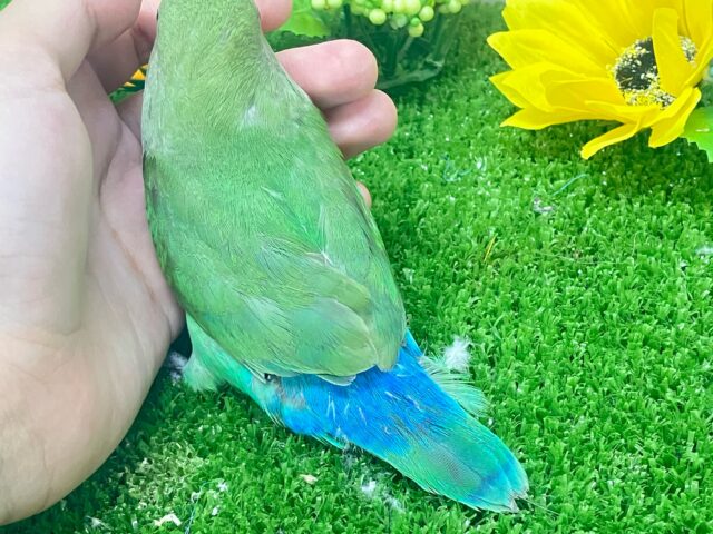 コザクラインコ（小桜インコ）