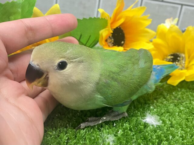 コザクラインコ（小桜インコ）