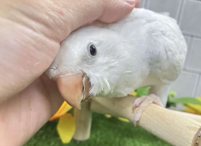 オキナインコ