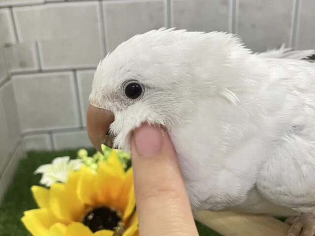 動画あり✨最新画像✨深々と降り積もる…💭⟡儚きオーロラ🌌✮*̣̩オキナインコ(ブルーパリドオパーリン/2025年5月生まれ)