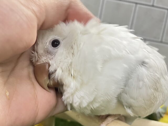 オキナインコ