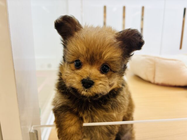 くま〜クマ〜🎶わたちは子グマ〜🎶ミックス犬ちゃん(ポメラニアン×トイプードル)