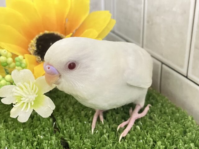 【最新画像更新☆☆】白い砂浜みたいな人気の美カラー♪♪　セキセイインコ