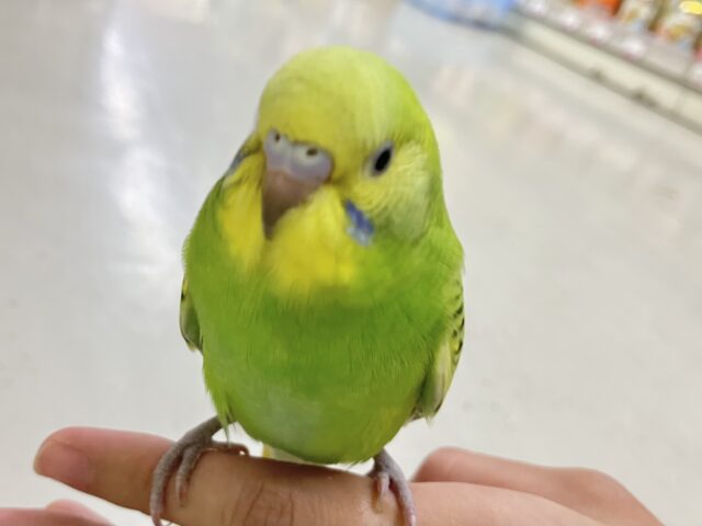 ✨最新画像✨夏と言えばスイカ🍉ですがメロン🍈はいかがですか？？　セキセイインコ