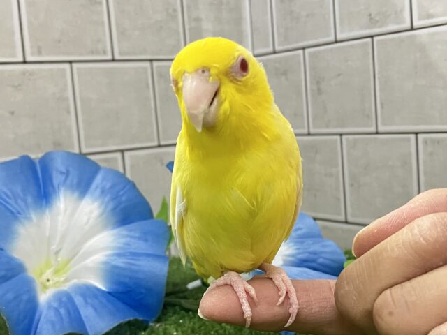 まったりまっ黄〜💫🐥たまご焼っきぃ🍳⟡.*マメルリハ(ルチノー/2022年3月生まれ)