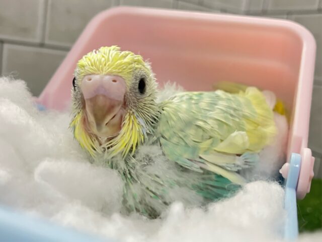 セキセイインコ