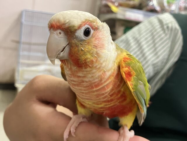 Passion解放❤️‍🔥(｀✧∀✧´)ｷﾗｰﾝ!ウロコインコ(パイナップル2024年5月生まれ)