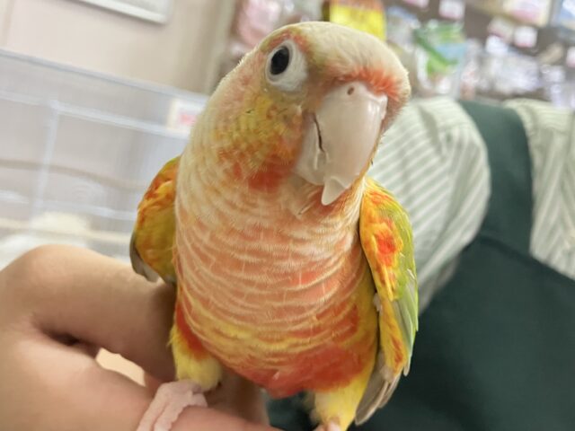 ホオミドリウロコインコ
