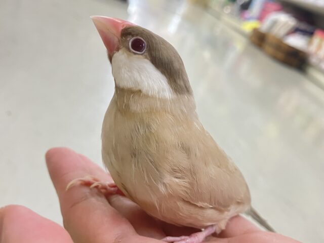 シナモン文鳥