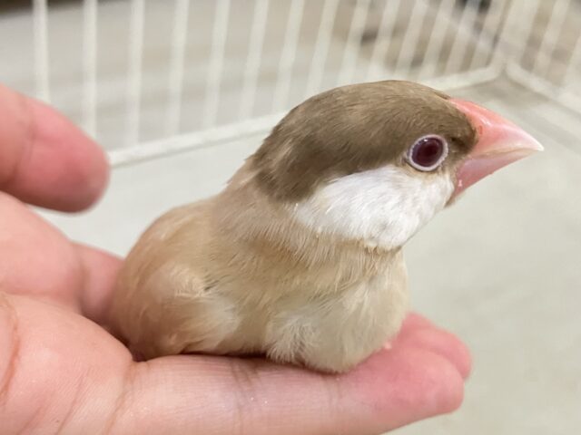 シナモン文鳥
