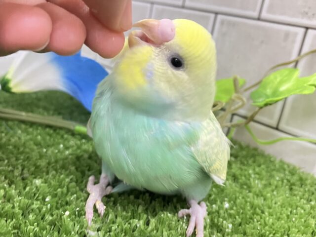 セキセイインコ