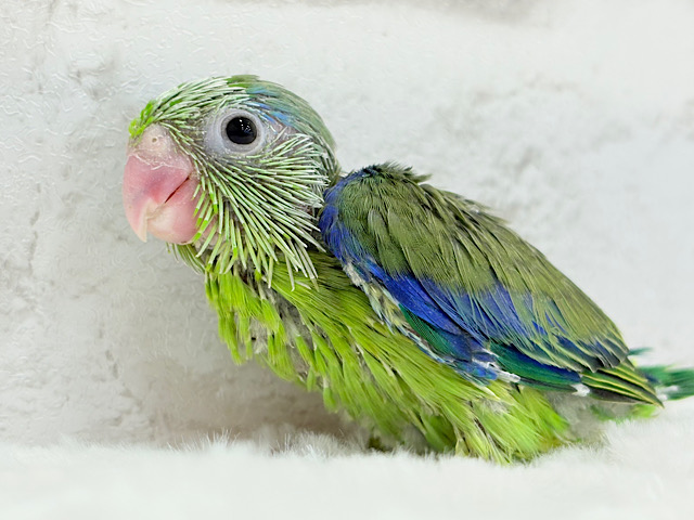 立派なエンドウ豆に僕はなる！！！マメルリハ(ノーマル)男の子 ヒナ