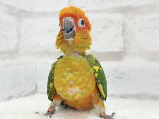 コガネメキシコインコ