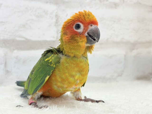 コガネメキシコインコ