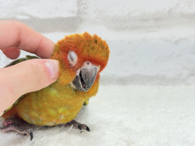 コガネメキシコインコ