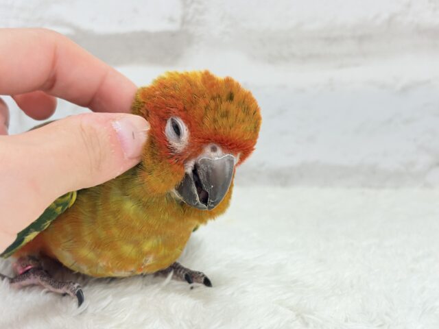 コガネメキシコインコ