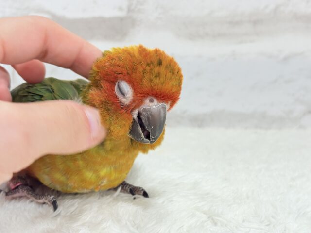 コガネメキシコインコ