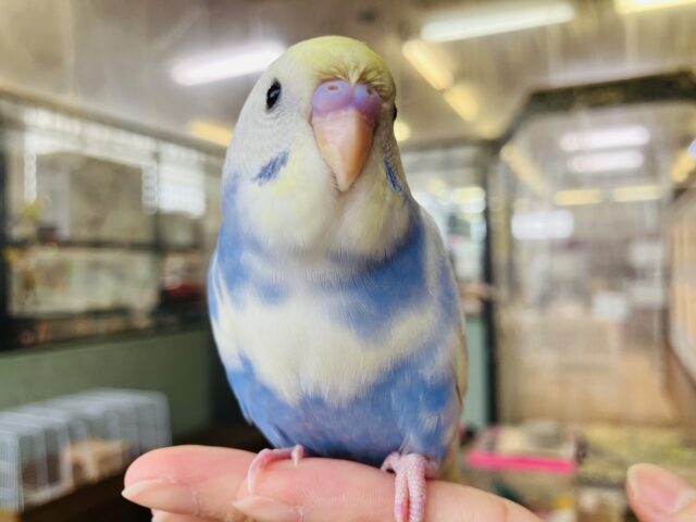 無限のかわいさ💟*ˊᵕˋ とっても綺麗な手乗りセキセイインコちゃん🪶✨