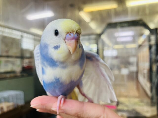 セキセイインコ