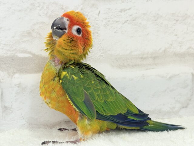 コガネメキシコインコ