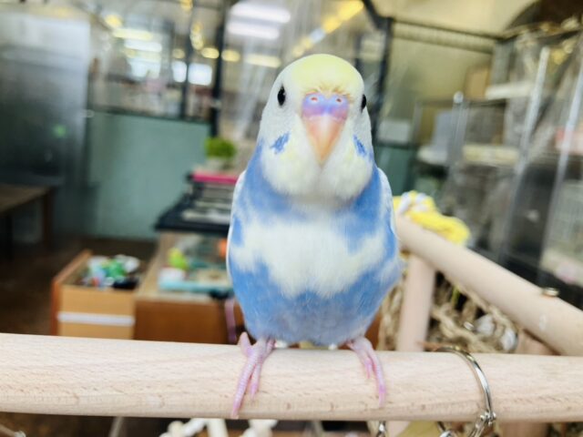 セキセイインコ