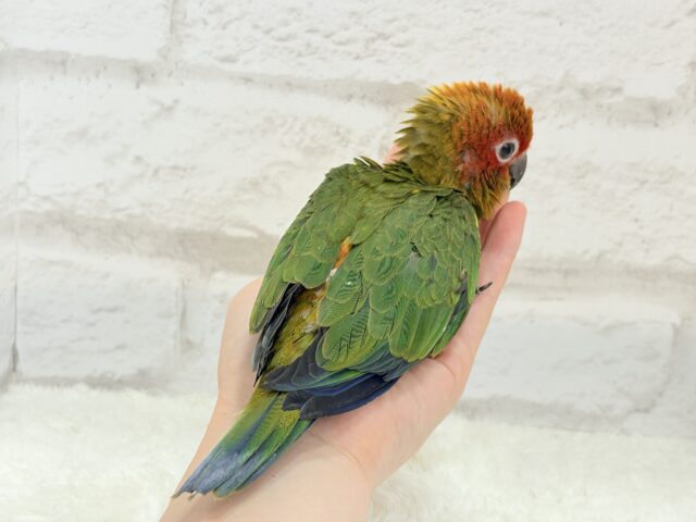コガネメキシコインコ