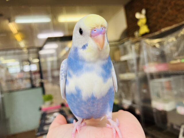 セキセイインコ