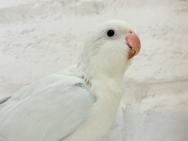 オキナインコ