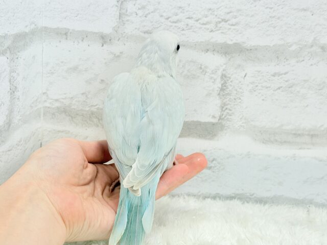 オキナインコ