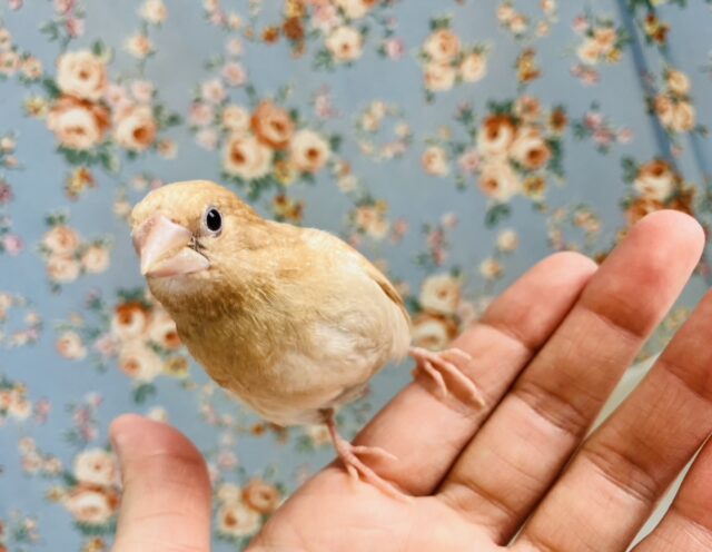 十姉妹（ジュウシマツ）