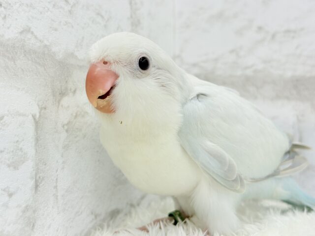 オキナインコ