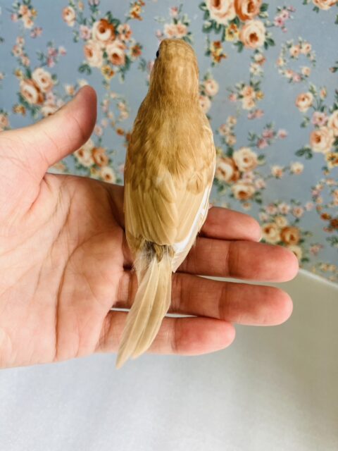 十姉妹（ジュウシマツ）