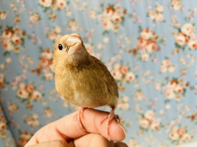 愛おしさ溢れる世界🌍🕊️💫とってもキュ−トな十姉妹さん❤︎🕊️✨