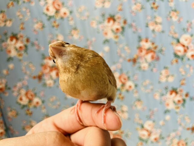 十姉妹（ジュウシマツ）